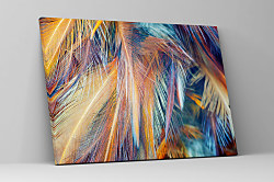 Obraz Pierka vtákov 1936